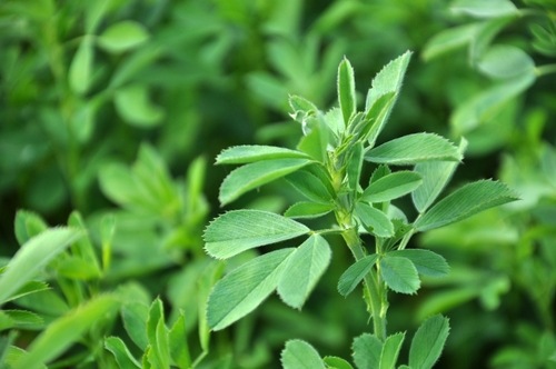 Alfalfa field