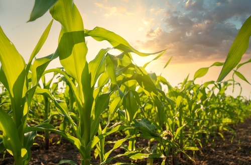 Corn field
