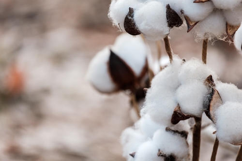 Cotton field