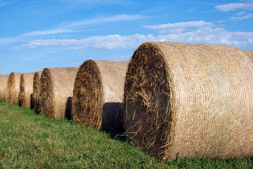 Hay & Pasture field