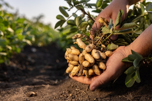 Peanut field