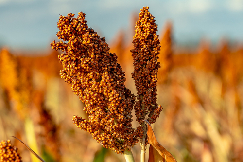 Sorghum field