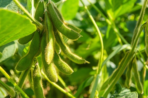 Soybeans field