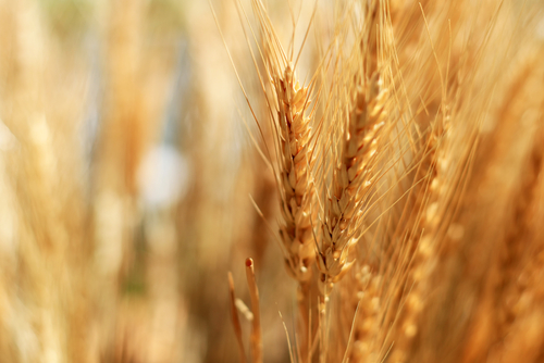 Wheat field