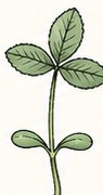 Alfalfa at Establishment