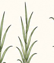 Barley & Oats at Tillering