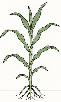 Corn at V6–V10