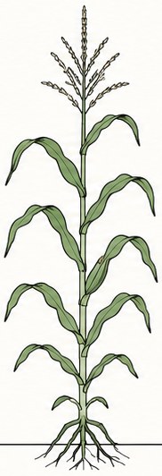 Corn at VT–R1 · Pollination