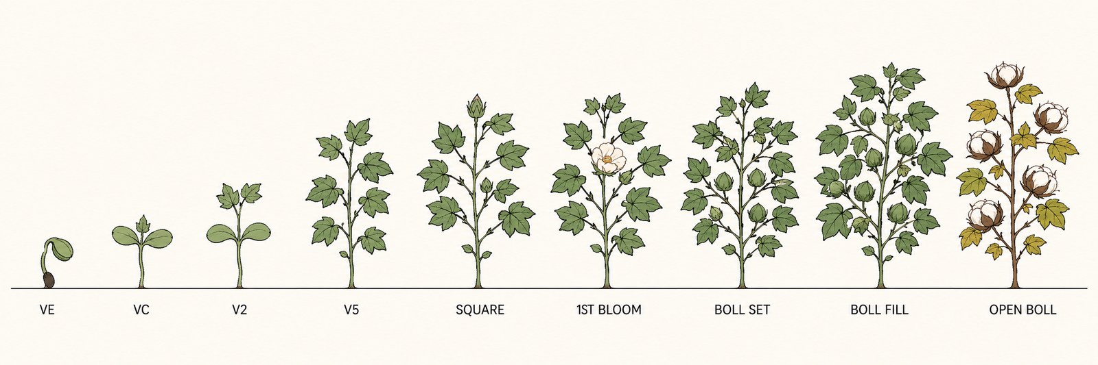 Cotton growth stages from emergence through maturity
