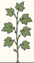 Cotton at Planting · Squaring