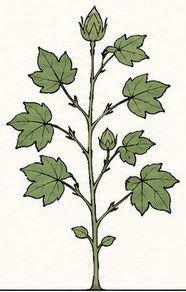Cotton at Pre-bloom