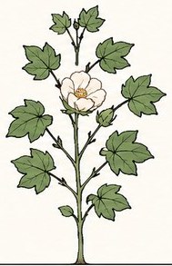 Cotton at Bloom · Boll set