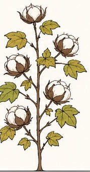 Cotton at Cut-out