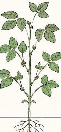 Soybeans at V4–V6