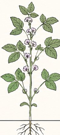 Soybeans at R1–R3 · Flower & pod