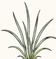 Wheat at Tillering
