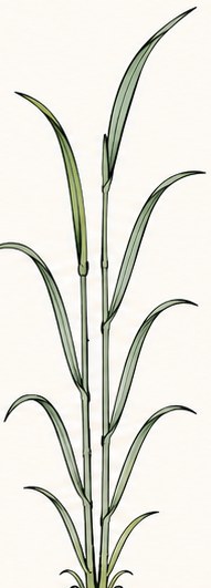 Wheat at Flag leaf