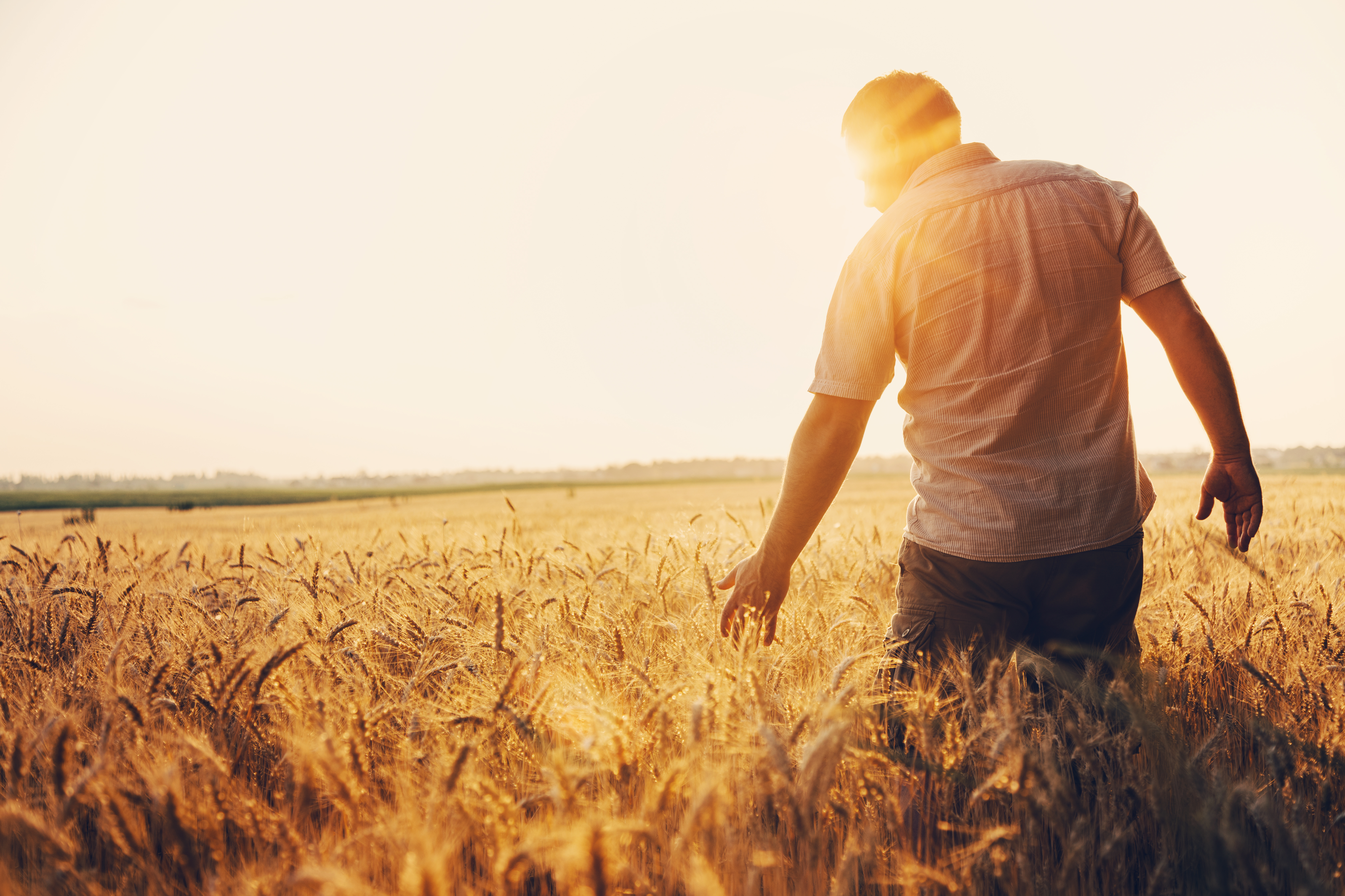 Farmer walking through a golden wheat field at sunset, brushing the heads