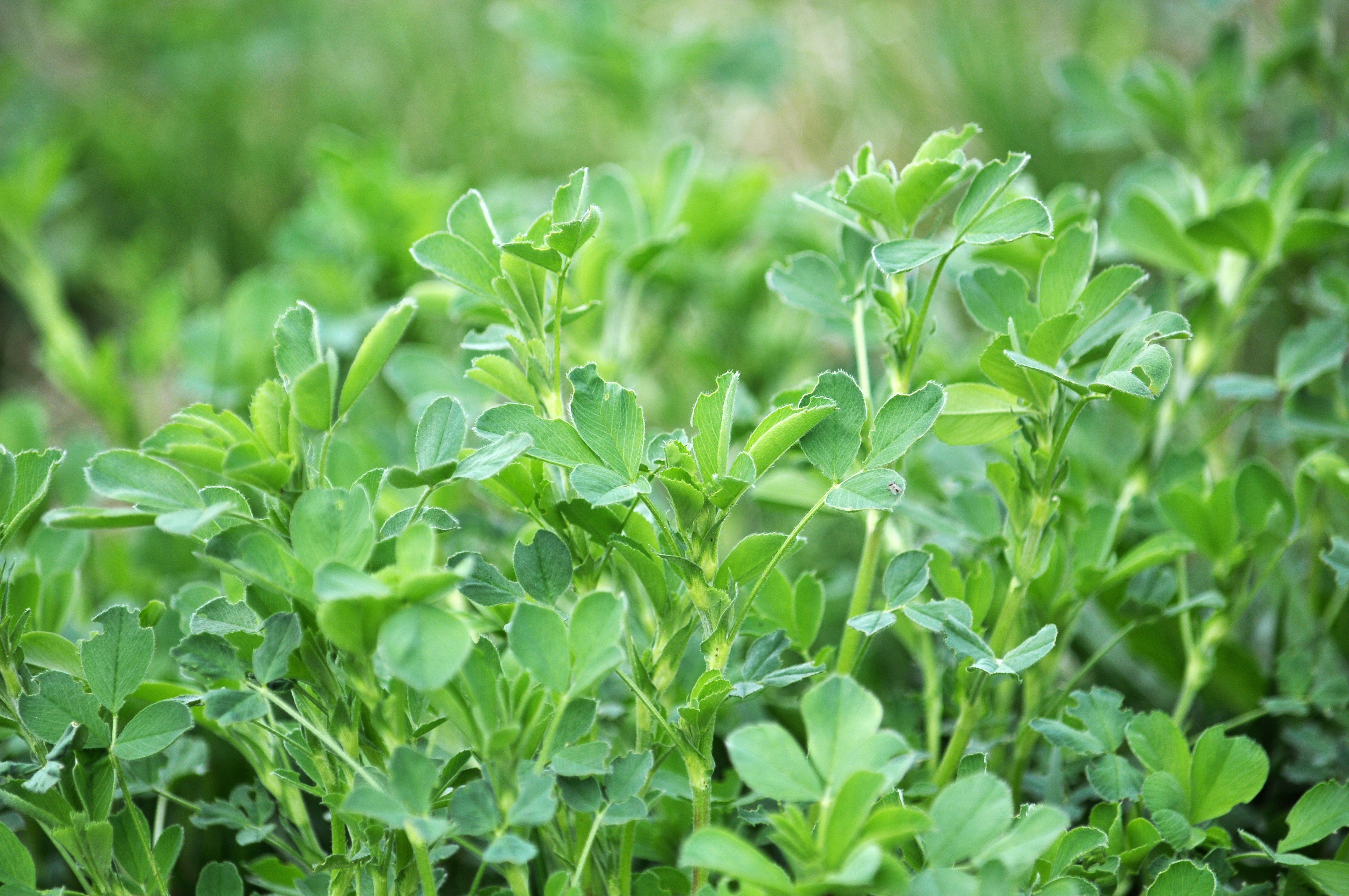 Close-up of a healthy green alfalfa canopy