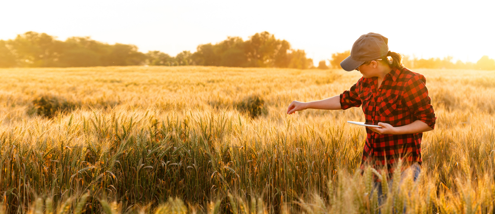 Grower in a plaid shirt inspecting golden wheat at sunset with a tablet