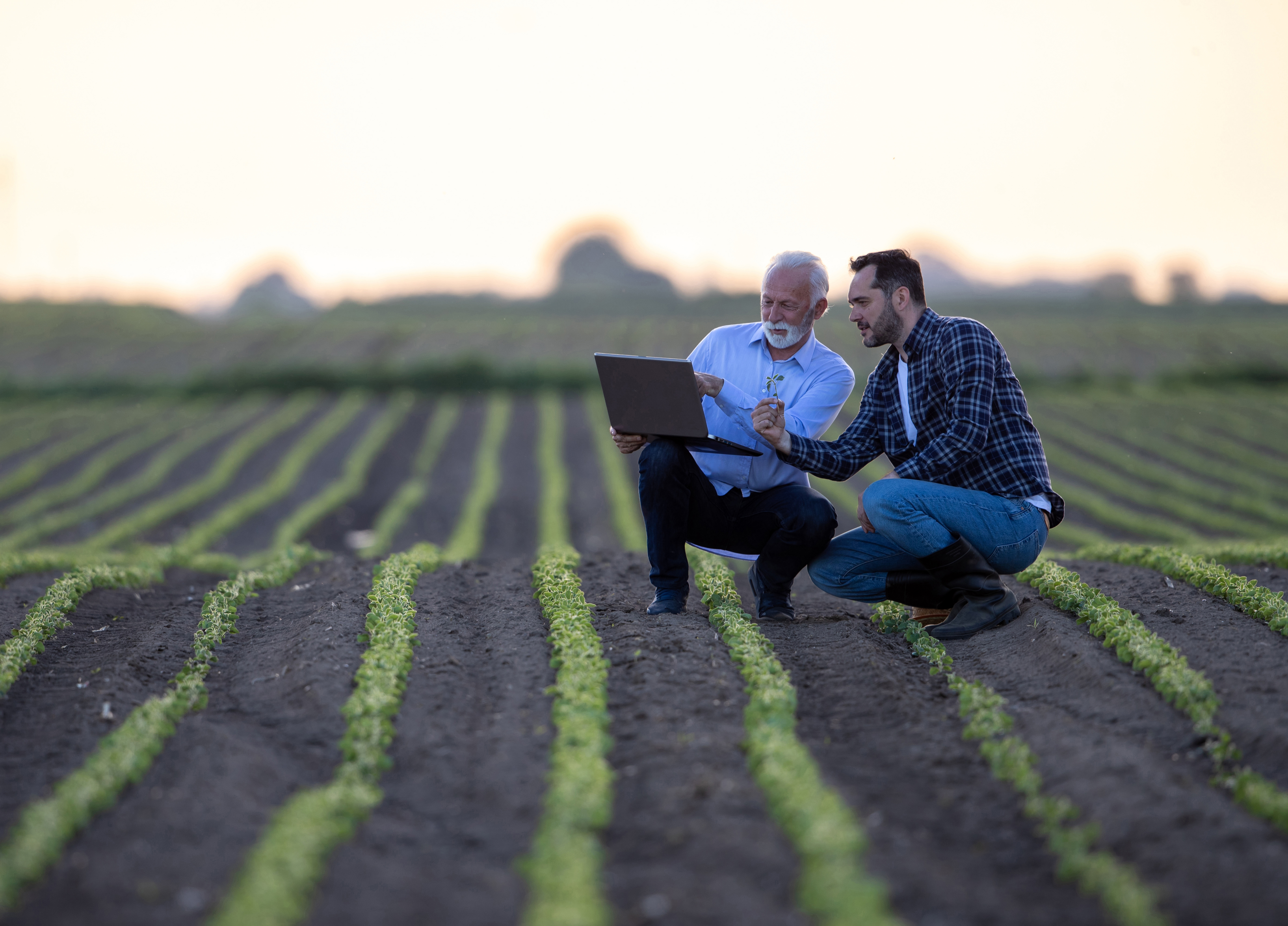Two agronomists crouched in a bean field with a laptop, examining a seedling together