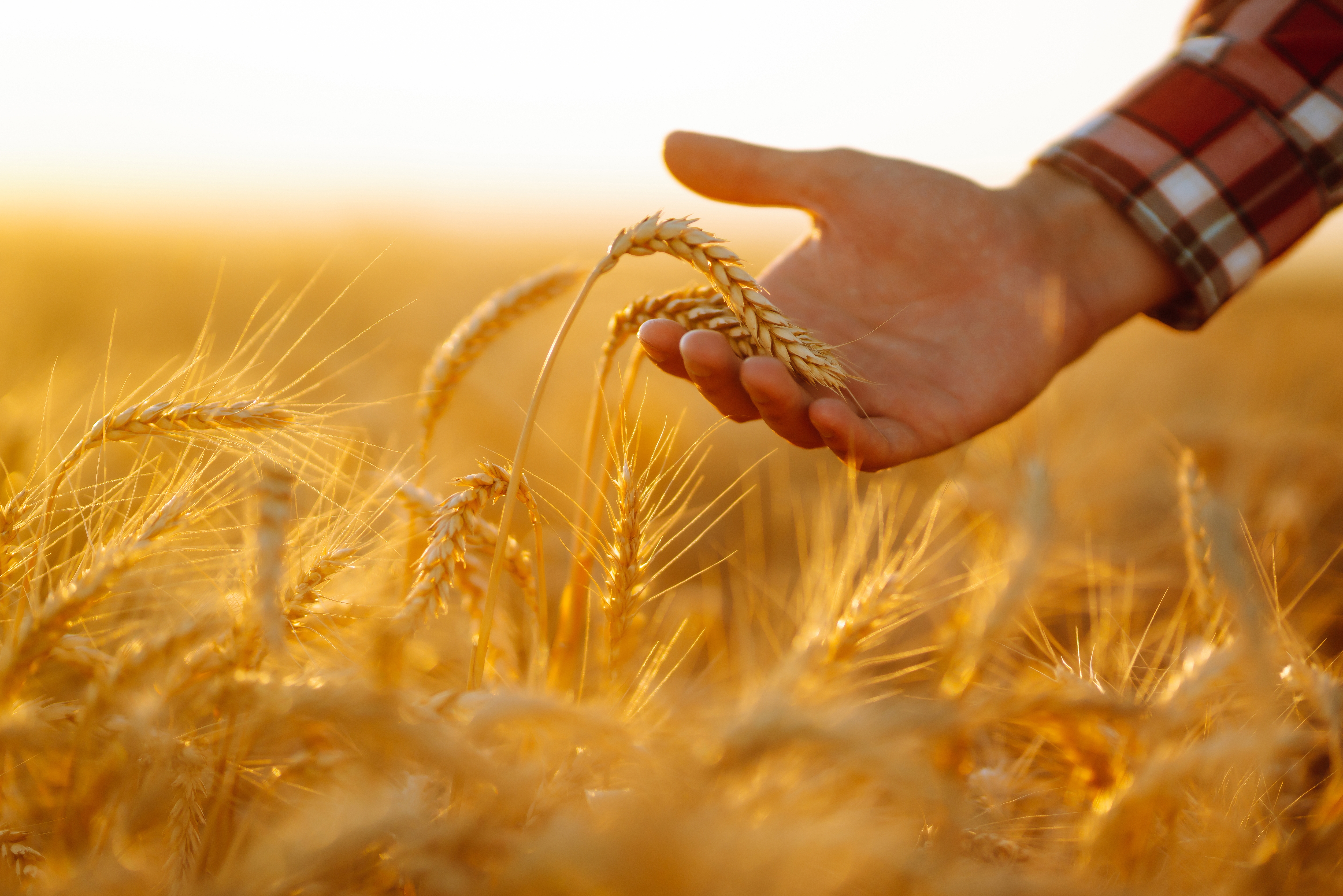 Hand cradling wheat heads in golden light, examining the payoff