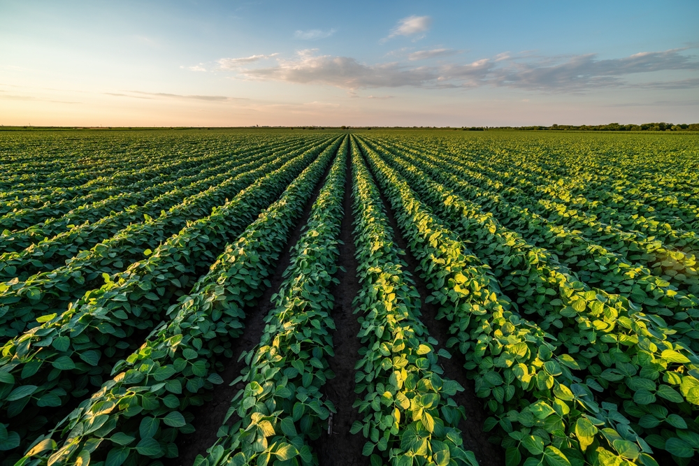 Endless soybean rows converging at a soft sunset horizon