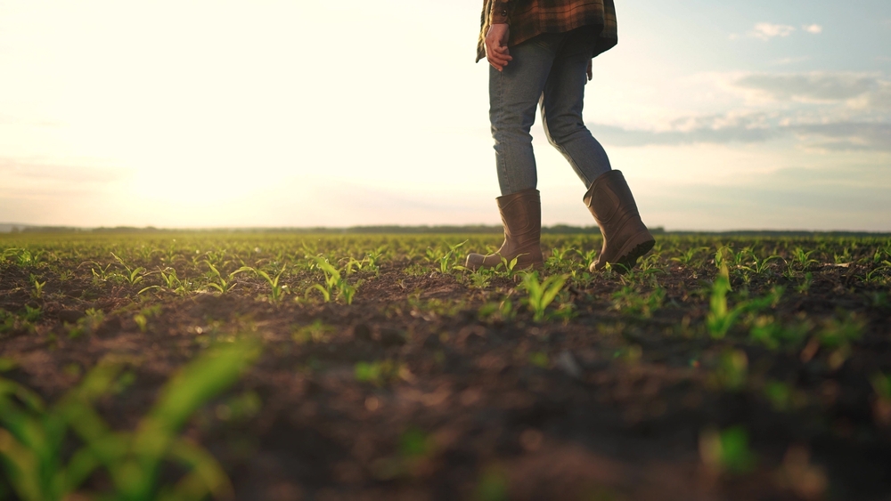Farmer's boots walking corn rows at sunset, with soil-grade notes from the field